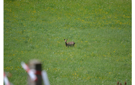 Inscription en ligne 3D Gorze 15 juin 2014